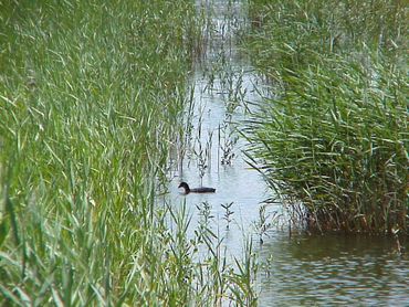 Meerkoet tussen het riet