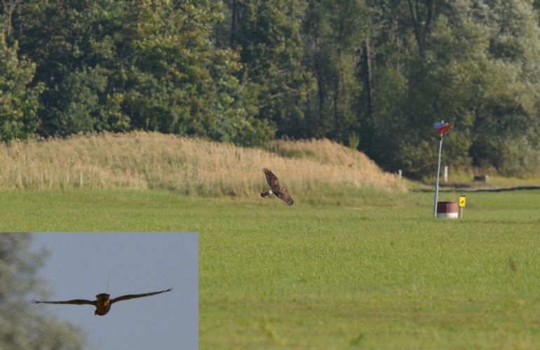 Blauwe kiekendief 'Nadine' jagend boven de graslanden bij het militaire oefendorp Marnehuizen. Inzetje: De antenne van de satellietzender is als lange spriet zichtbaar boven de rug van 'Nadine'