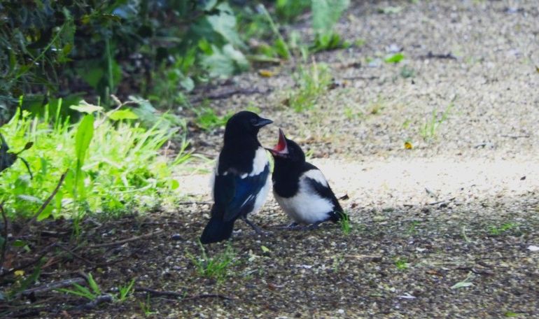 Jonge ekster wordt gevoerd door oudervogel