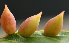Beukengal: op bladeren vind je vele soorten gallen, zoals deze van de beukengalmug