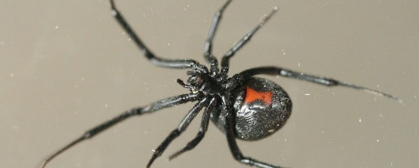 Een vrouwtje zwarte weduwe gevonden op 17 maart 2008 in een autogarage in Assen