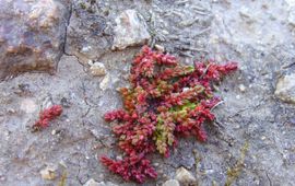 Crassula tillaea. Mosbloempje