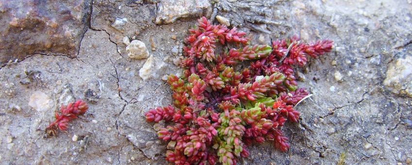 Crassula tillaea. Mosbloempje