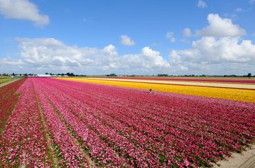 Een gezonde en robuuste bollenteelt met de natuur als partner, dat is de enorme uitdaging, waaraan het project ‘Bloeiende Bollenstreek’ een steentje bij wil dragen, zoals bij dit bloembollenveld in Lisse