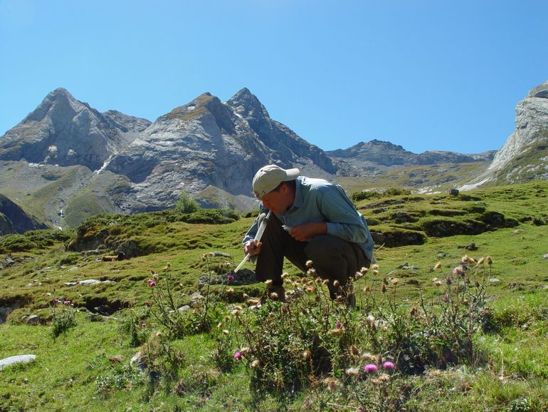 Ecoloog Koos Biesmeijer ving en bestudeerde verschillende hommelsoorten in de Franse Pyreneeën