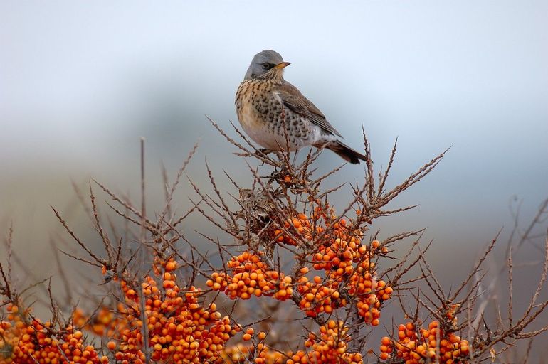 In de duinen is het goed toeven voor een kramsvogel