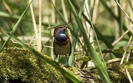 Blauwborst in de Bovenste Polder onder Wageningen