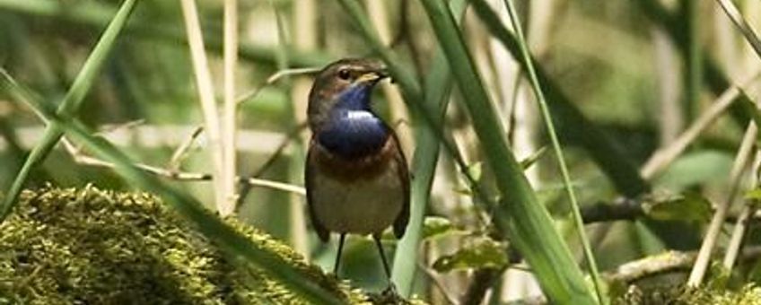 Blauwborst in de Bovenste Polder onder Wageningen