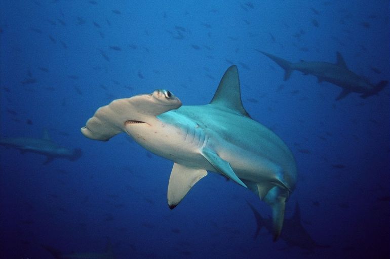 Een hamerhaai (Sphyrnidae). De T-vormige kop doet denken aan een hamer