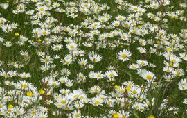 Mark Zekhuis, Saxifraga Gewone margriet