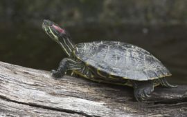 Jelger Herder Roodwangschildpad