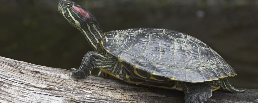 Roodwangschildpad