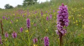 Rietorchis