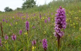 Rietorchis