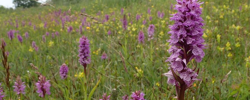Rietorchis