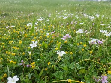 Een van de onderzochte bloemrijke bermen