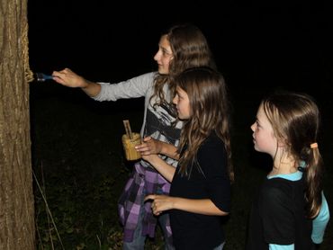 Op de stroopplekken komen vaak weer andere nachtvlinders dan op het licht