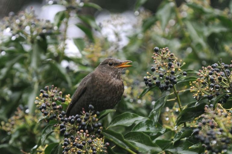 Merel omringd door voedsel en veiligheid in de winter
