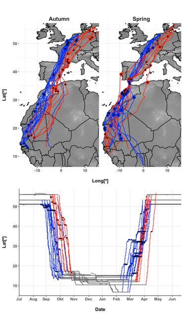 Trekbanen (boven) en -tijden (onder) van bruine kiekendieven uit de Lage Landen (blauw) vergeleken met hun Zweedse soortgenoten (rood). Punten op de kaart geven aan waar kiekendieven pauzeerden tijdens de trek. De grafiek toont de timing (x-as) van zuid- en noordwaartse verplaatsingen door het jaar heen
