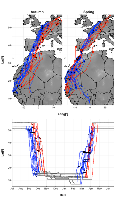 Trekbanen (boven) en -tijden (onder) van bruine kiekendieven uit de Lage Landen (blauw) vergeleken met hun Zweedse soortgenoten (rood). Punten op de kaart geven aan waar kiekendieven pauzeerden tijdens de trek. De grafiek toont de timing (x-as) van zuid- en noordwaartse verplaatsingen door het jaar heen