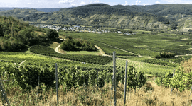 Wijngaarden in Rheinhessen