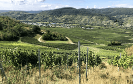 Marie Förg Wijngaarden in Rheinhessen