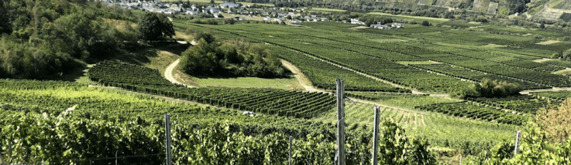 Wijngaarden in Rheinhessen