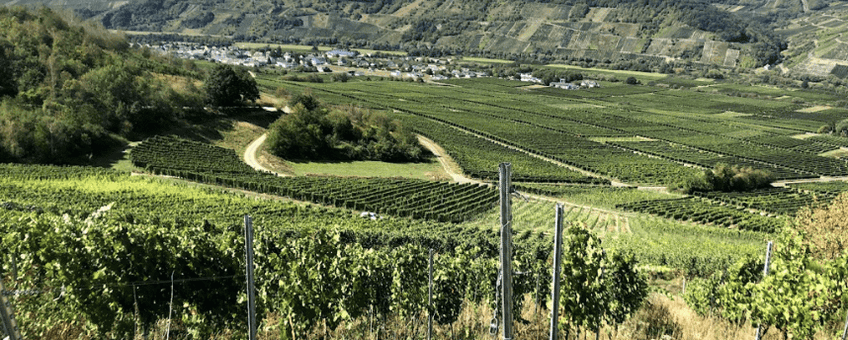 Wijngaarden in Rheinhessen