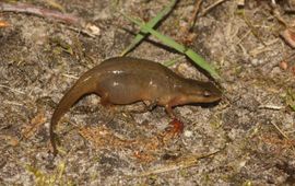 Kleine watersalamander met hydrops