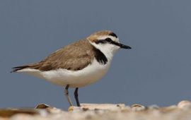 Marcel Langelaan Strandplevier_-_Kentish_Plover_-_Charadrius_alexandrinus_-_Marcel_Langelaan_-_Buiten-beeld