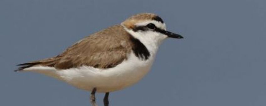 Strandplevier_-_Kentish_Plover_-_Charadrius_alexandrinus_-_Marcel_Langelaan_-_Buiten-beeld