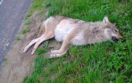 Mogelijke doodgereden wolf, noordoostpolder, 5 juli 2013