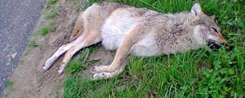 Mogelijke doodgereden wolf, noordoostpolder, 5 juli 2013