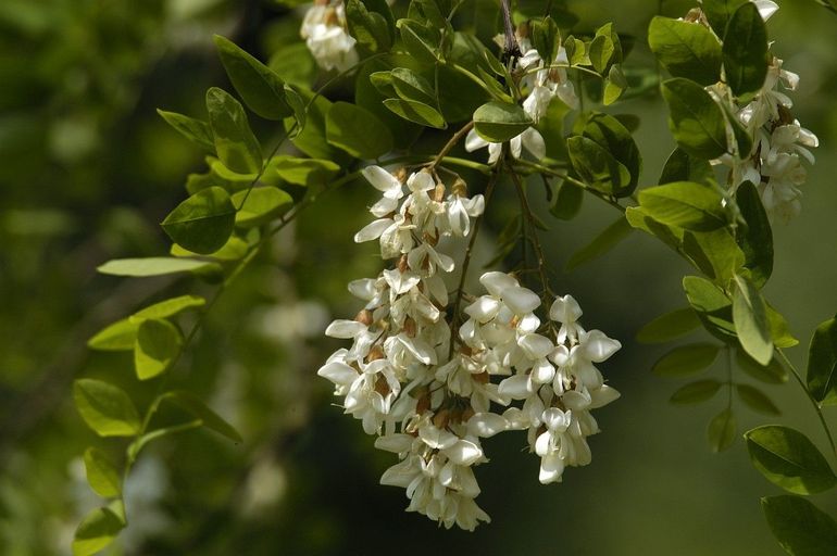 Robinia's staan nu in bloei