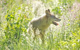 Wolf EENMALIG GEBRUIK