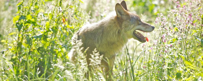 Wolf EENMALIG GEBRUIK