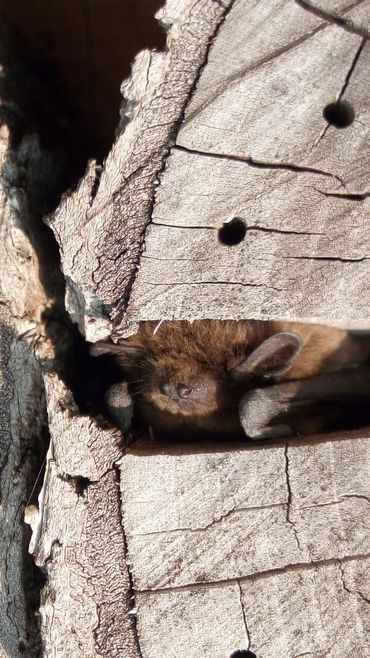 Zelfs een insectenhotel kan dienen als ruige dwergvleermuis-hotel 