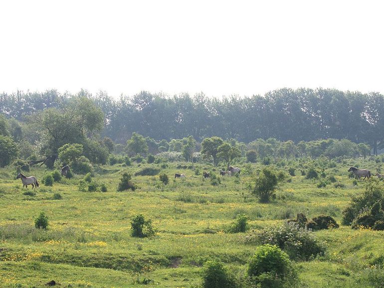 In dit open, bloemrijke grasland komen de laatste jaren steeds meer struiken op. De aanwezige grazers houden ze voorlopig nog in bonsaivorm. Linksachter een boswilg waar door storm één zware tak uit gewaaid is en de rest nog overeind staat. Slikken van de Heen, mei 2023