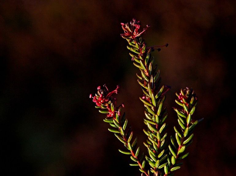 De meeldraden steken uit, de vrouwelijke bloemen zitten niet aan dezelfde plant