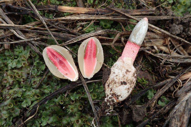 Doorgesneden exemplaar van de Roze stinkzwam