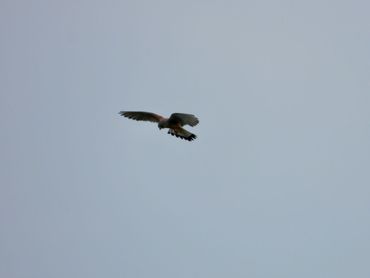 Torenvalk boven de BAM-akker in Well
