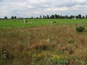 Ook in weidegebieden zijn natuurlijke stroken van belang