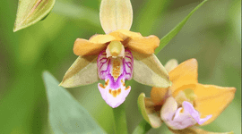 Aziatische wespenorchis (Epipactis thunbergii)