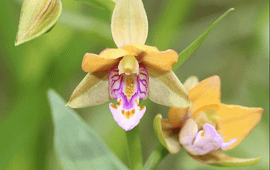 Aziatische wespenorchis (Epipactis thunbergii)