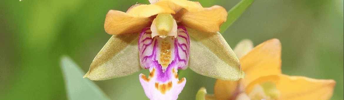 Aziatische wespenorchis (Epipactis thunbergii)
