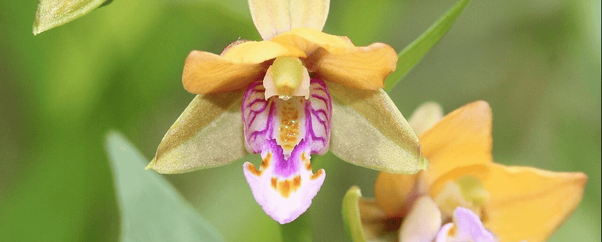 Inheemse zweefvliegen bestuiven exotische wespenorchissen in Leidse Hortus