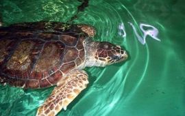 Matthew Godfrey Dikkopschildpad
