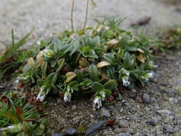 Zandhoornbloem op de stoep