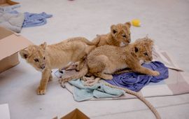 Leeuwenwelpjes gered uit de oorlog in Oekraïne worden tijdelijk verzorgd in Poznań Zoo.