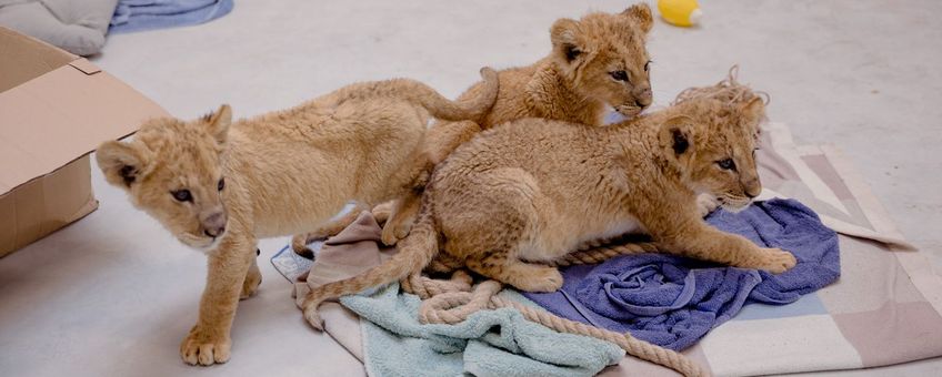 Leeuwenwelpjes gered uit de oorlog in Oekraïne worden tijdelijk verzorgd in Poznań Zoo.